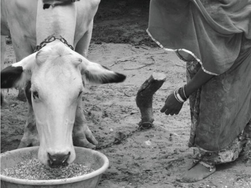 Animal Welfare
